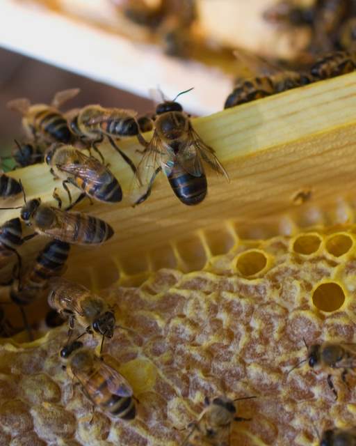 Drone Bee - The only males