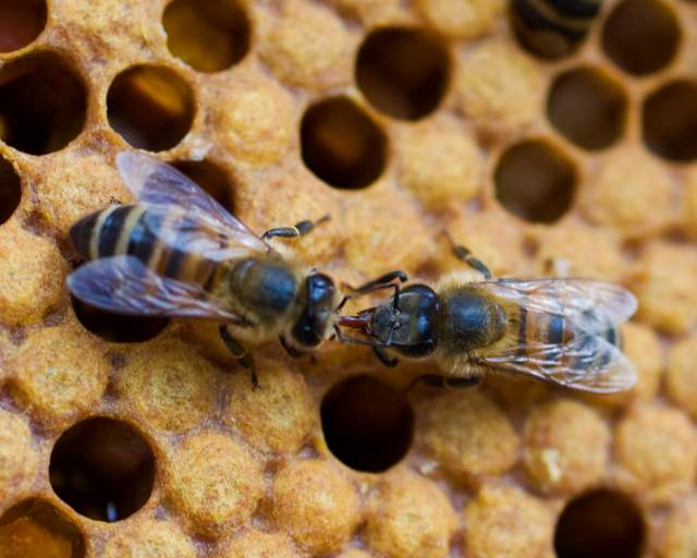 Communicating Worker Bees