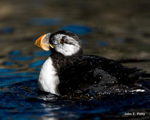 Horned Puffin