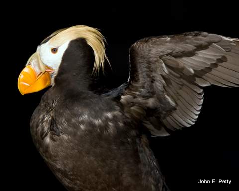 Tufted Puffin