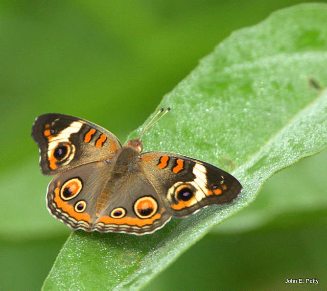 Buckeye
