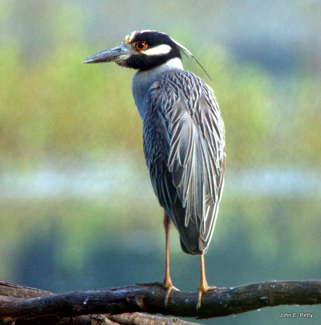Yellow-crowned Night-Heron