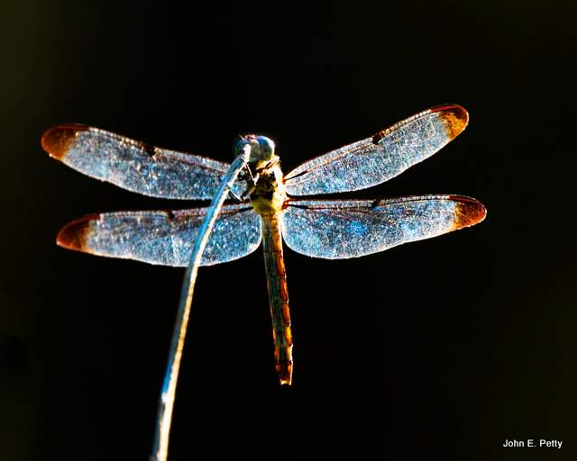 resting dragonfly