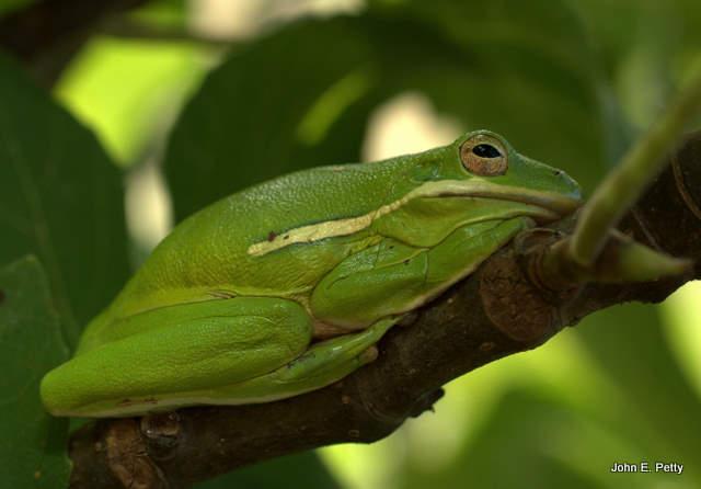 Tree Frog