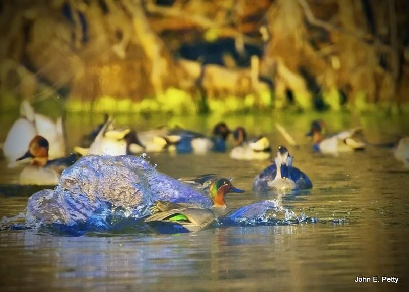 Green-winged Teal landing IMG_8304.jpg