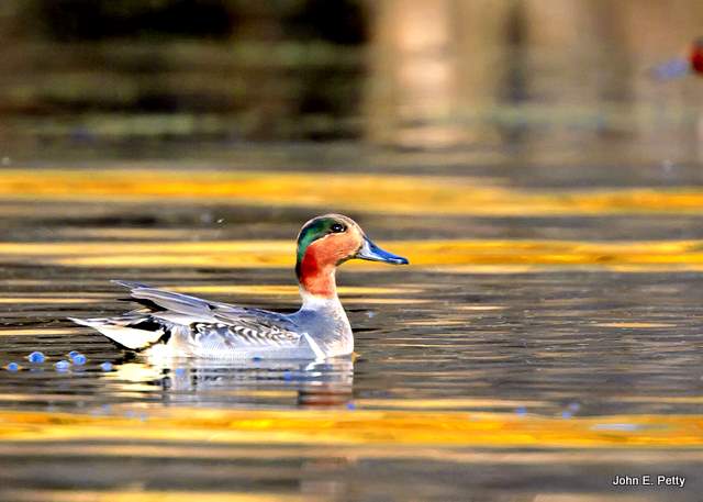 Green-winged Drake IMG_8360.jpg