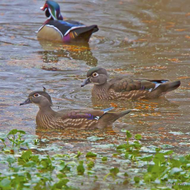 Pair of Hens IMG_8640-1.jpg