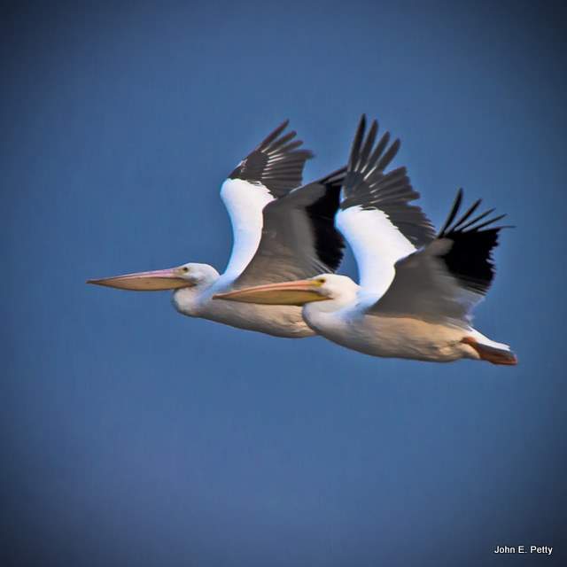 American White Pelicans IMG_8573.jpg
