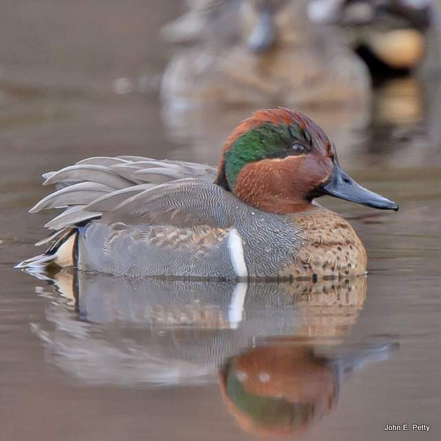 Green Wing Drake IMG_8588.jpg