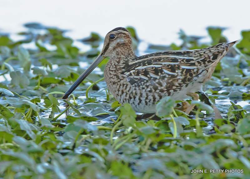 Common Snipe IMG_8347.jpg