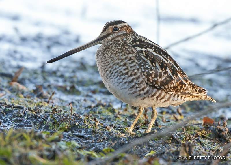 Common Snipe  IMG_8341.jpg