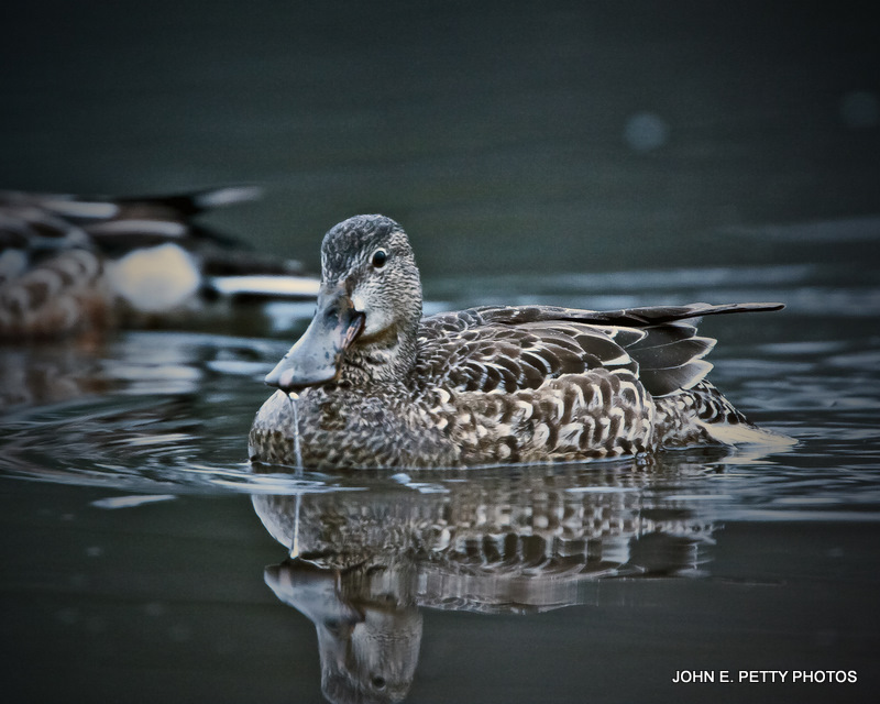 Northern Shoveler Hen IMG_9088.jpg