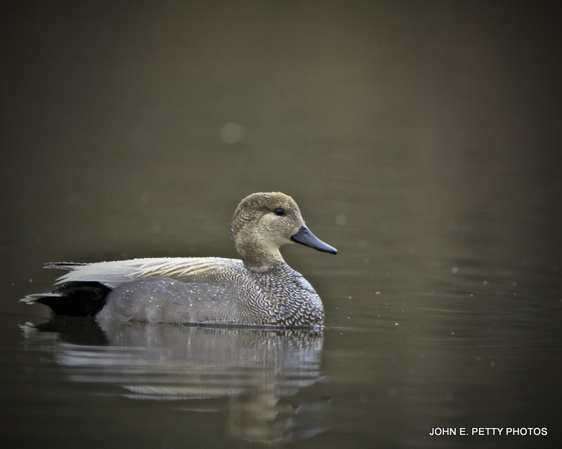 Gadwall Drake IMG_9110.jpg