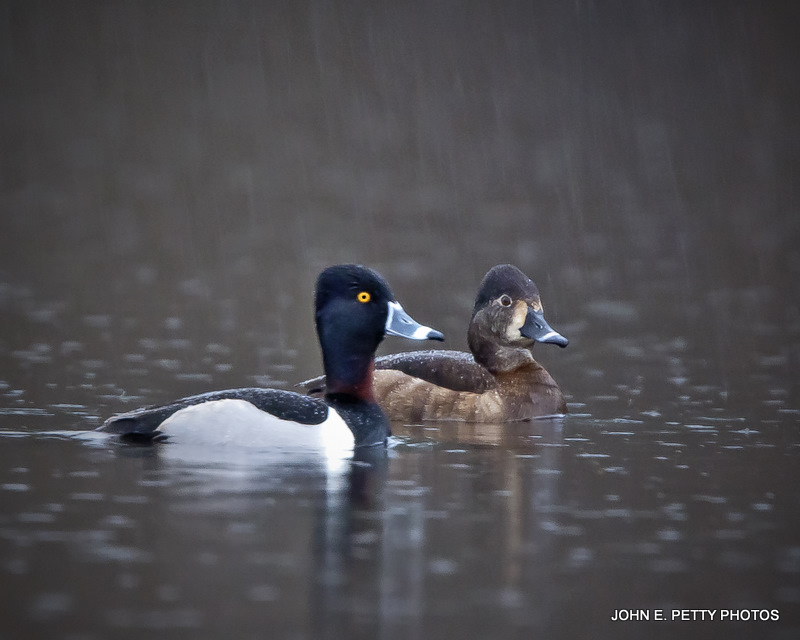 Rainy Day Ring-Necked Pair IMG_9123.jpg