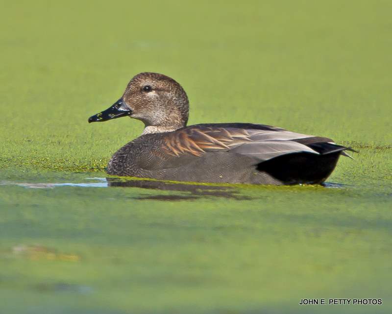 Gadwall Drake IMG_9257-1.jpg