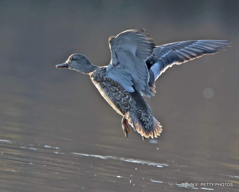 Gadwall Hen Landing IMG_9416-1.jpg