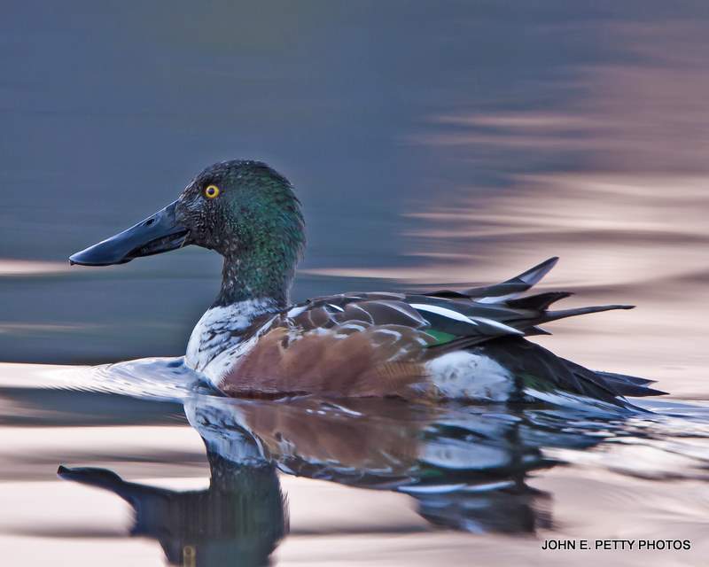 Northern Shoveler Drake IMG_9321-1.jpg