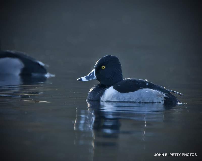 Ring-necked Drake IMG_9426-1.jpg