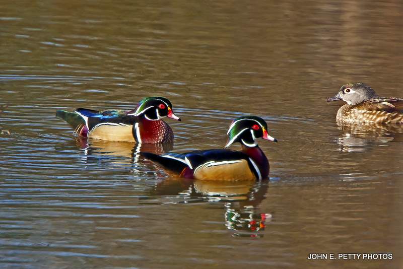 Drakes and Hen IMG_9451-1.jpg