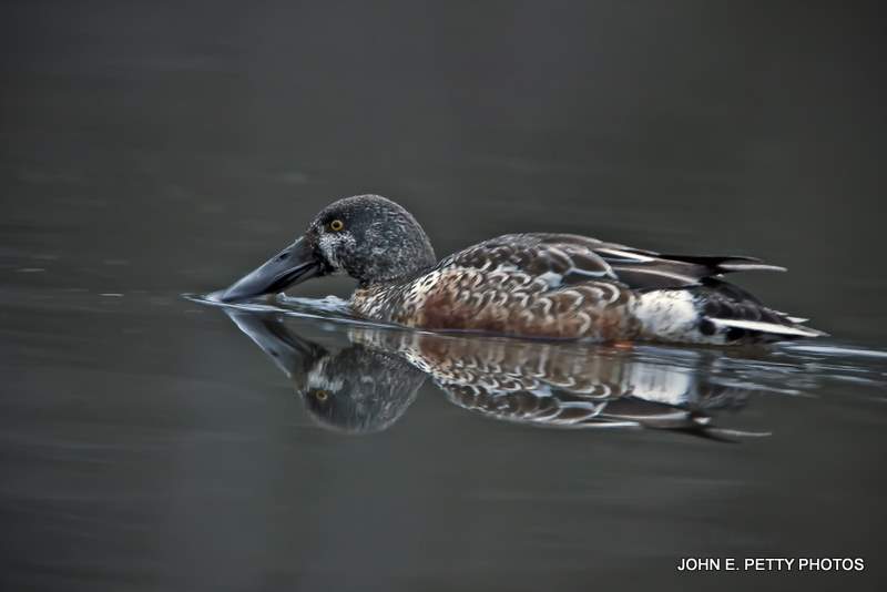 Northern Shoveler Feeding IMG_9084.jpg