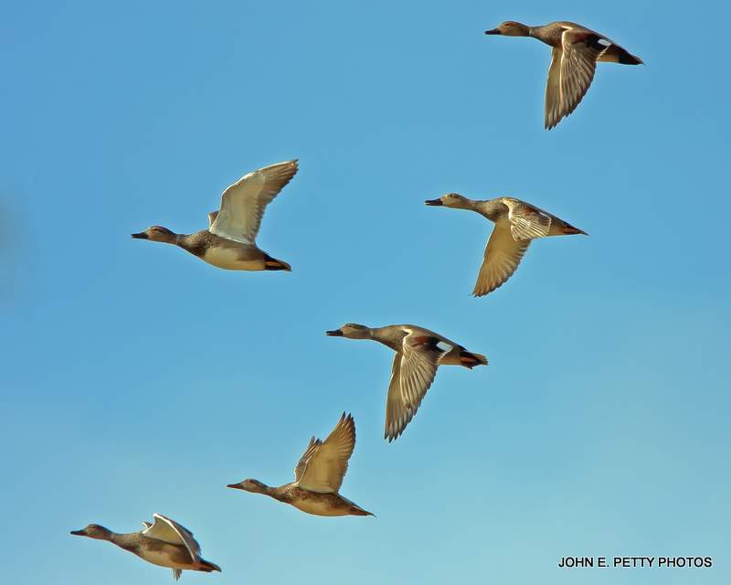 Gadwall Flyover IMG_9466.jpg