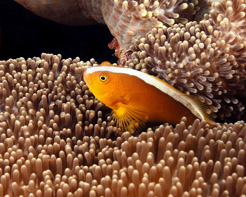 Skunk Anenomefish IMG_6733.JPG