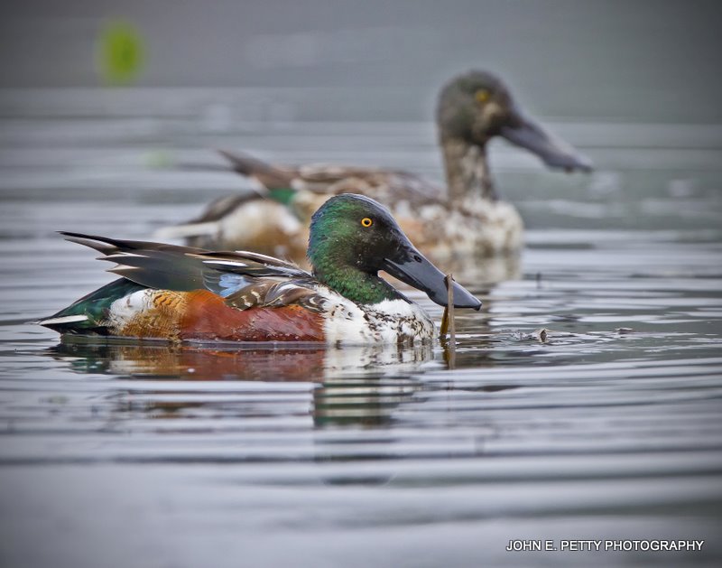 Northern Shoveler IMG_1160-1.jpg