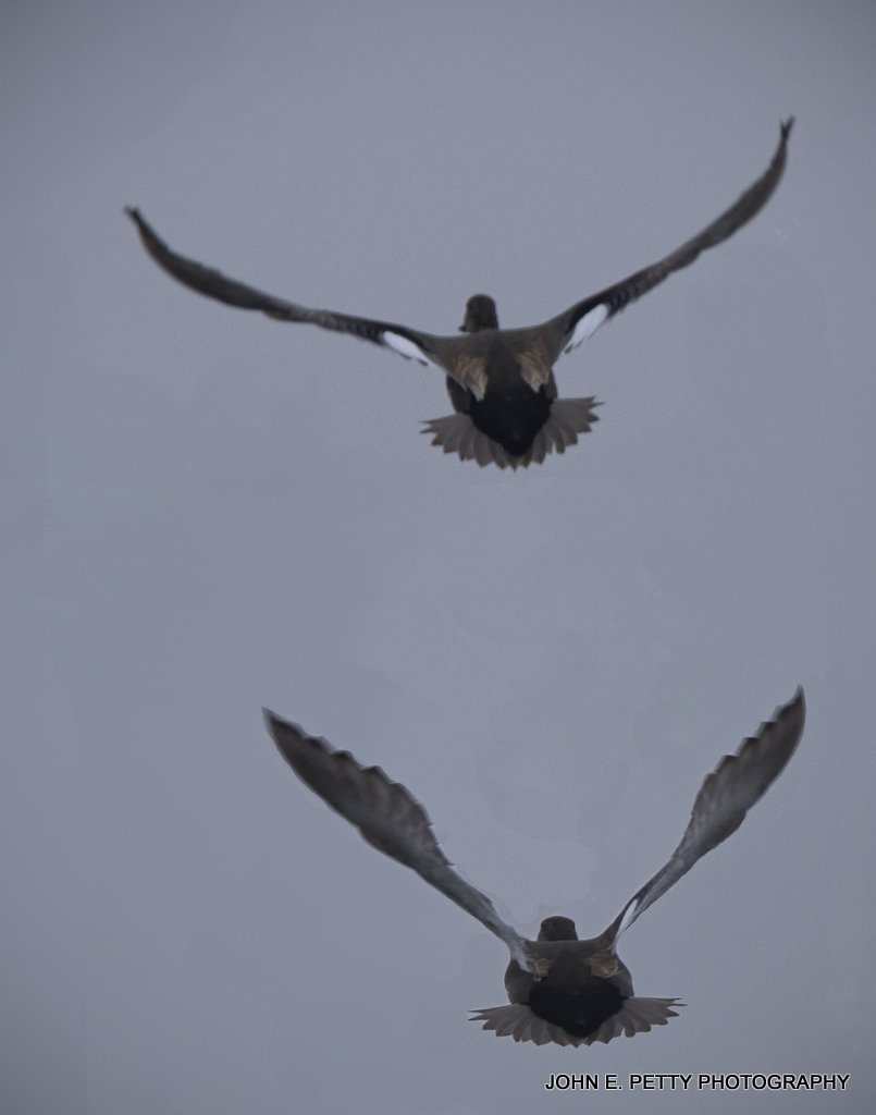 Gadwall Flight IMG_1215.jpg