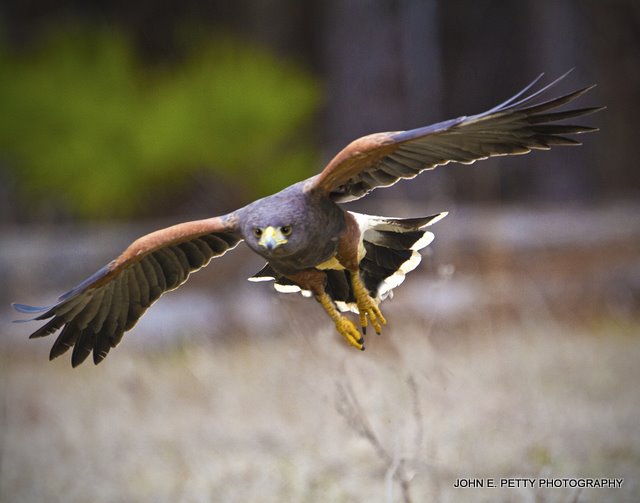 Harris Hawk_MG_1886.jpg