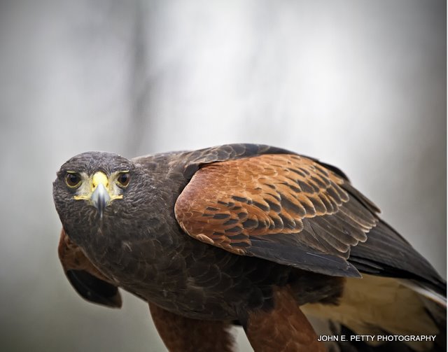 Harris Hawk_MG_1813.jpg