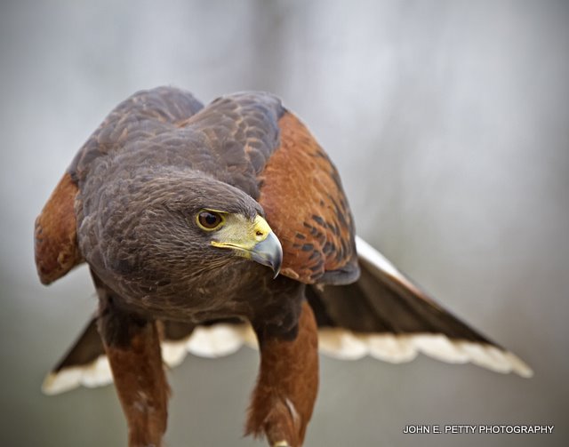 Harris Hawk_MG_1815.jpg