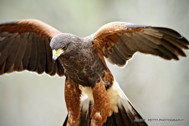 Harris Hawk_MG_1828.jpg