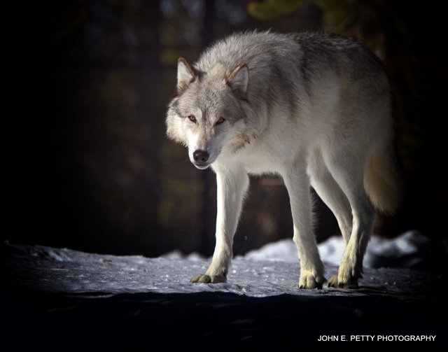 Stalking wolf 4.0_MG_2483.jpg