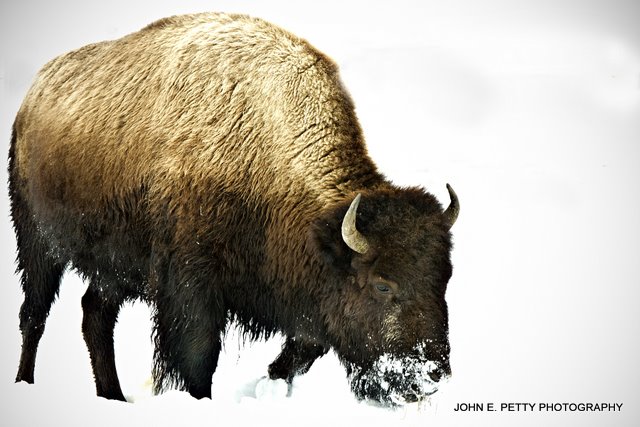 Bison_MG_3143.jpg