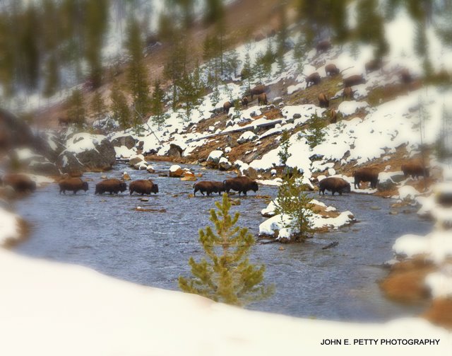 Bison crossing_MG_3365.jpg