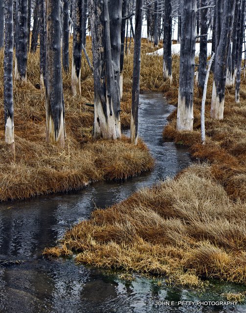 Dead tree stream_MG_3519.jpg
