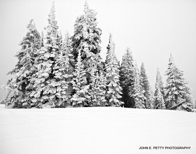 Two Top Hoar Trees_MG_2762.jpg