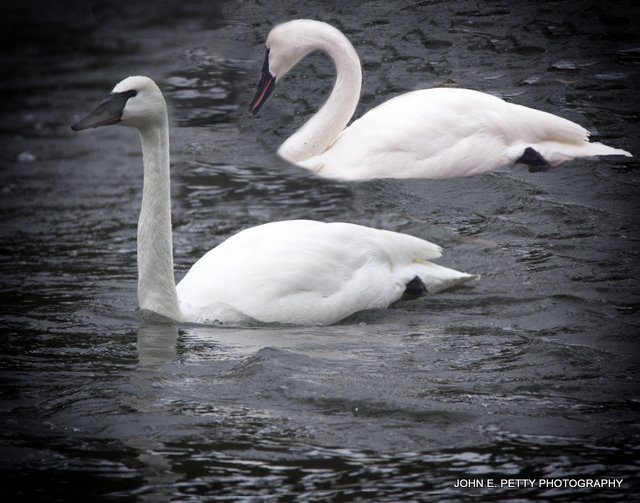 Trumpeter Swans  4.0_MG_2955.jpg