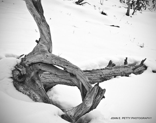 Dead tree 4.0_MG_3512.jpg