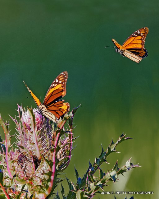 Pair Monarchs 8.0 _MG_3990.jpg