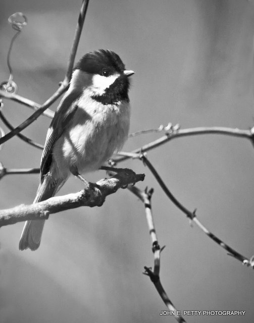 Carolina ChickadeeIMG_9566.jpg