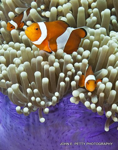 Clownfish 8.0 IMG_8206 JPEG.jpg