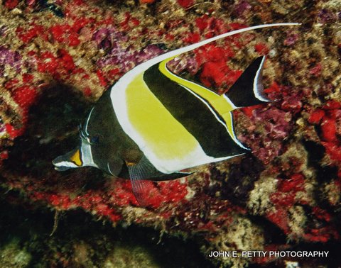 Moorish Idol 8.0 IMG_0039.jpg