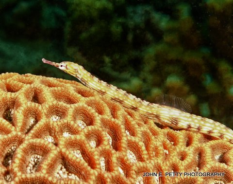 Reef Pipefish IMG_8376.jpg