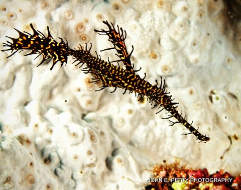 Harlequin Ghost Pipefish 8.0 IMG_8626.jpg