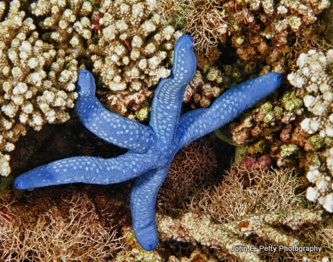 Blue Starfish IMG_8699.jpg