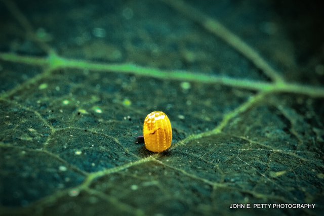 Gulf Fritillary egg_MG_0861.jpg