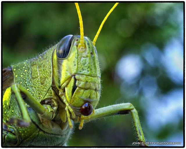 Grasshopper_MG_0833.jpg