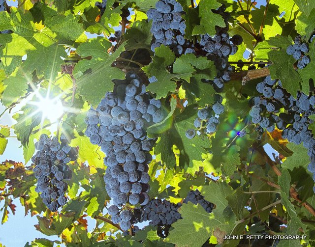 Grapes 8.0 _MG_0438.jpg