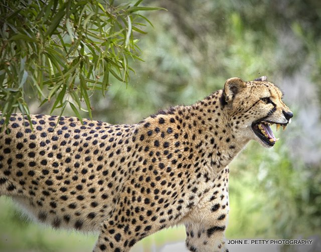 Confrontational _MG_9571.jpg